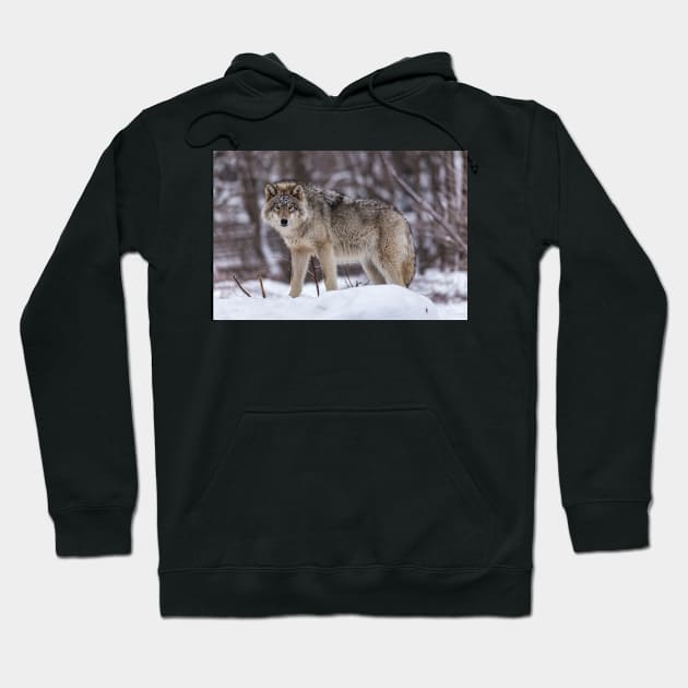 Timber wolf in winter Hoodie by josefpittner